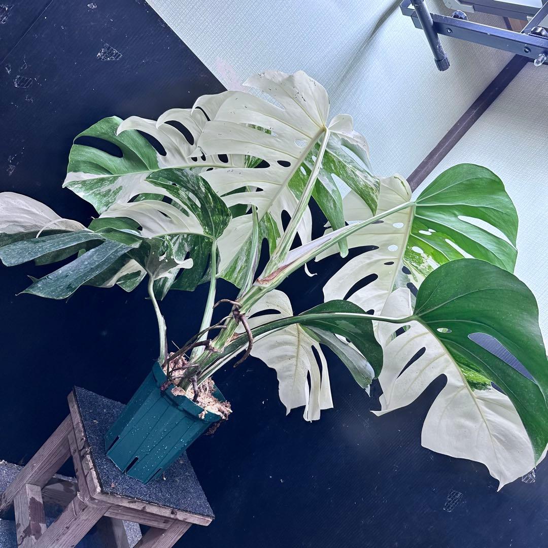 ☆*☆様 斑入りモンステラ ホワイトタイガー極美大株71cm白斑多レアアロイド希