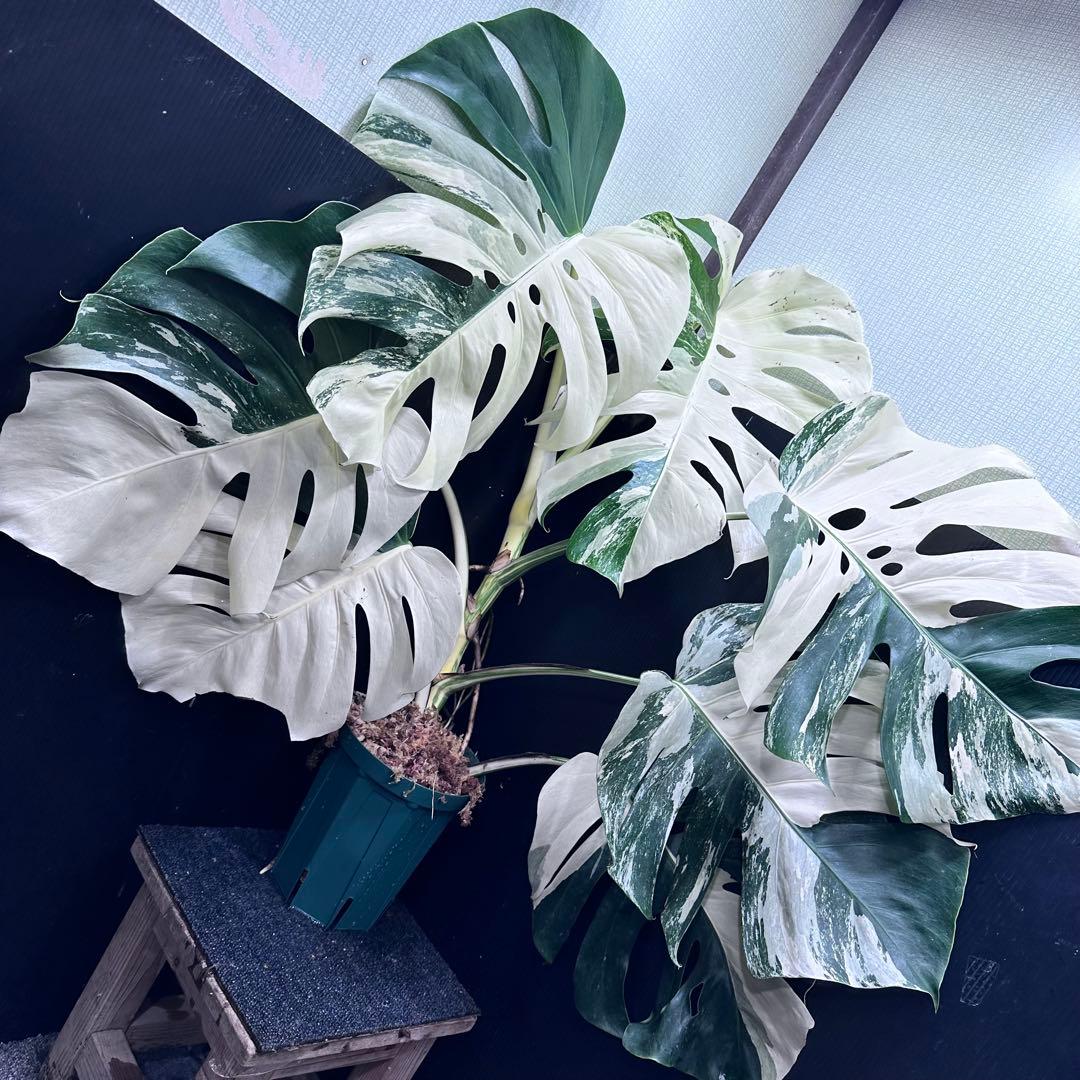 ☆*☆様 斑入りモンステラ ホワイトタイガー極美大株71cm白斑多レアアロイド希