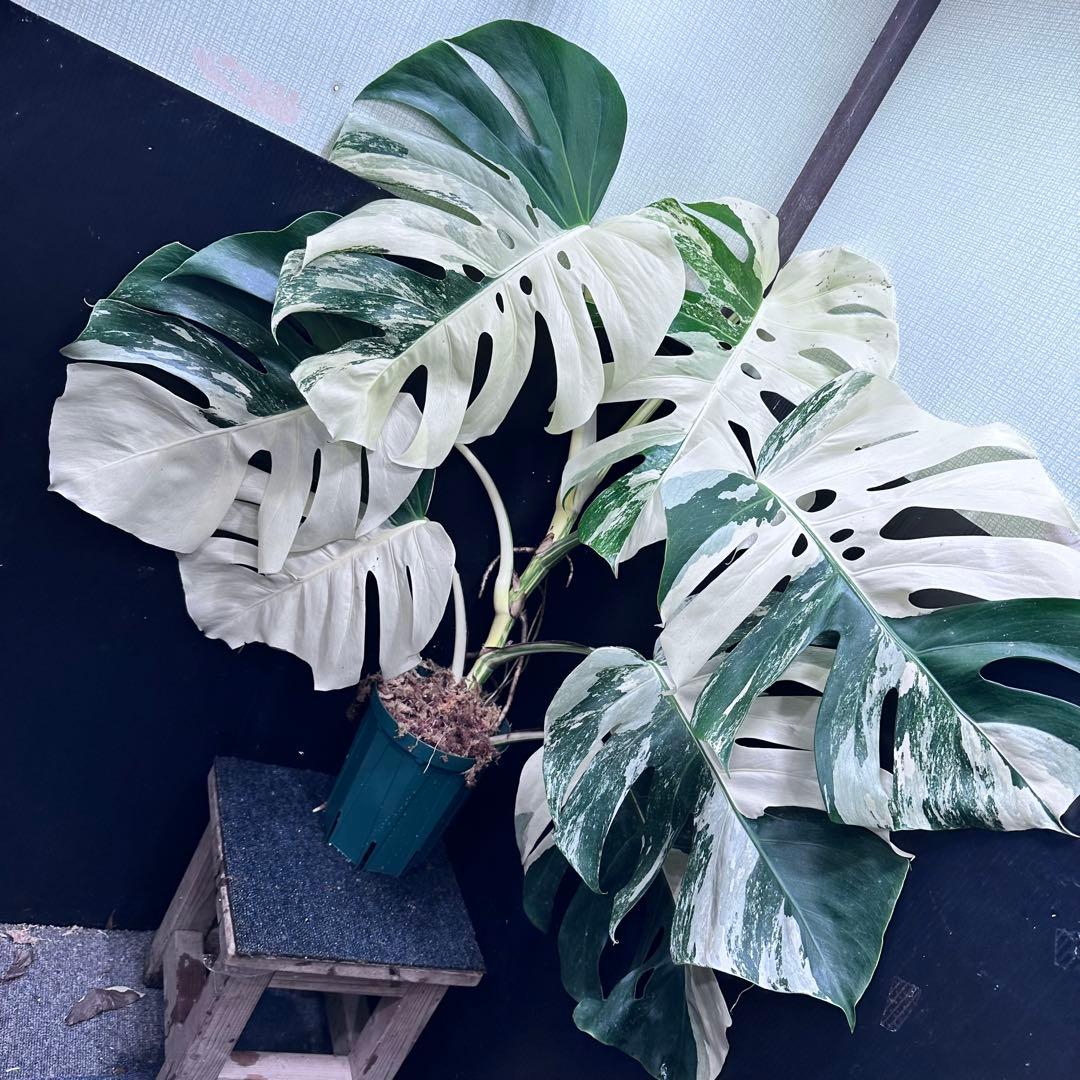 ☆*☆様 斑入りモンステラ ホワイトタイガー極美大株71cm白斑多レアアロイド希