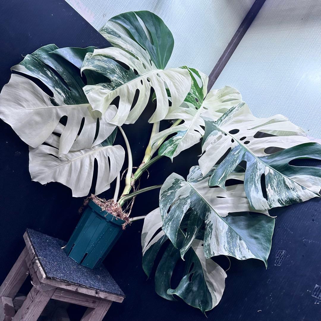 ☆*☆様 斑入りモンステラ ホワイトタイガー極美大株71cm白斑多レアアロイド希