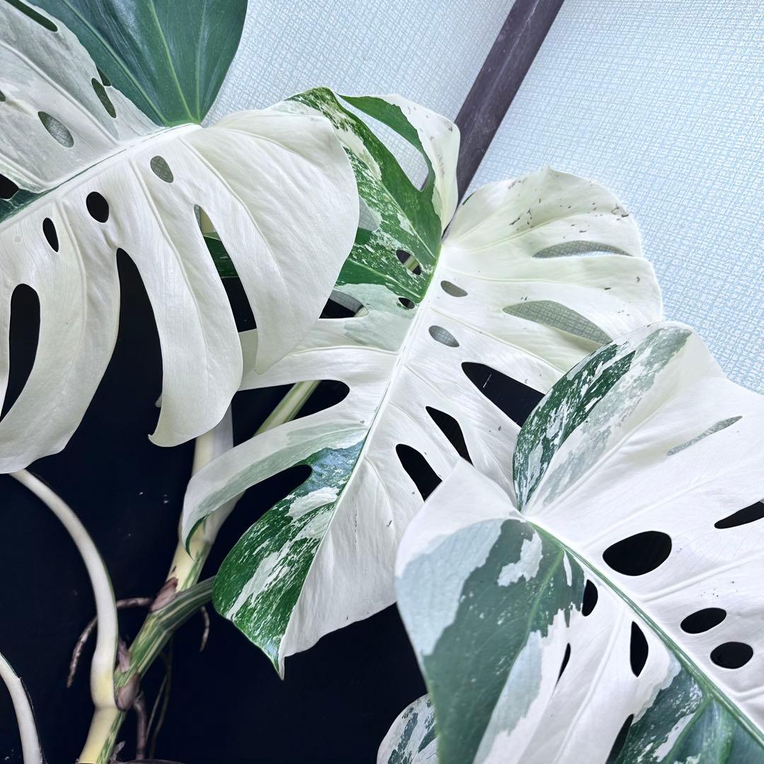 ☆*☆様 斑入りモンステラ ホワイトタイガー極美大株71cm白斑多レアアロイド希