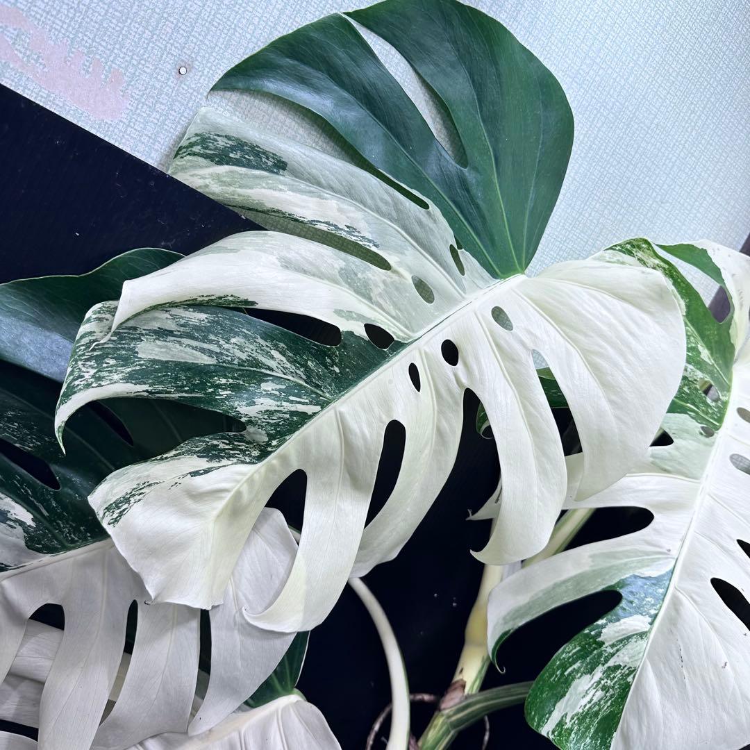 ☆*☆様 斑入りモンステラ ホワイトタイガー極美大株71cm白斑多レアアロイド希