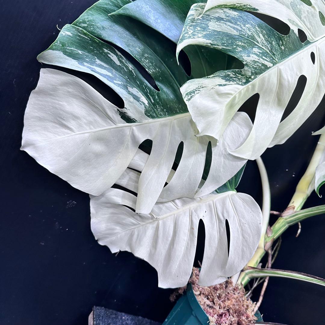☆*☆様 斑入りモンステラ ホワイトタイガー極美大株71cm白斑多レアアロイド希