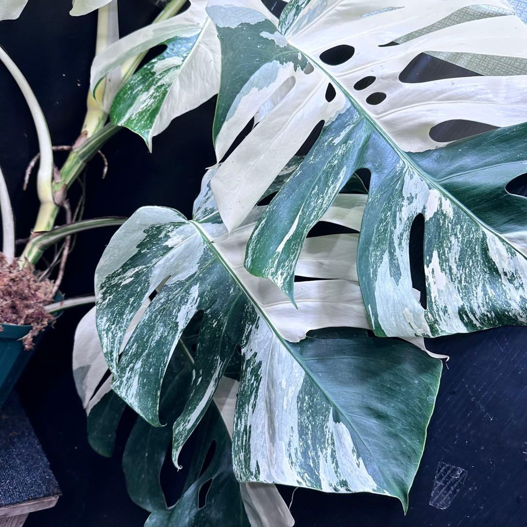 ☆*☆様 斑入りモンステラ ホワイトタイガー極美大株71cm白斑多レアアロイド希