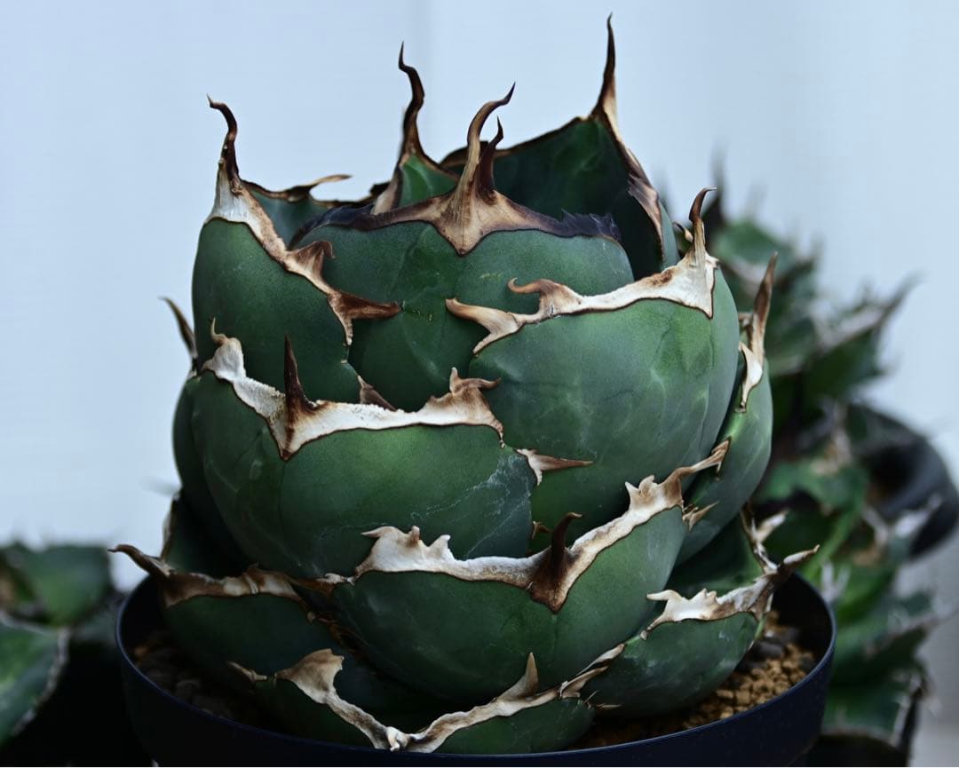 アガベ　チタノタ　純血　ジャガーノート　OSP株　胴切り天　活着済み