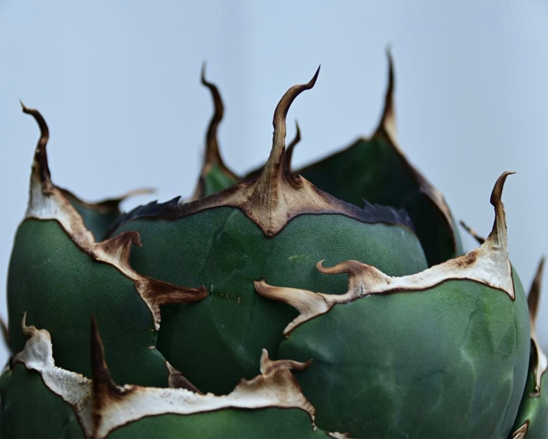 アガベ　チタノタ　純血　ジャガーノート　OSP株　胴切り天　活着済み