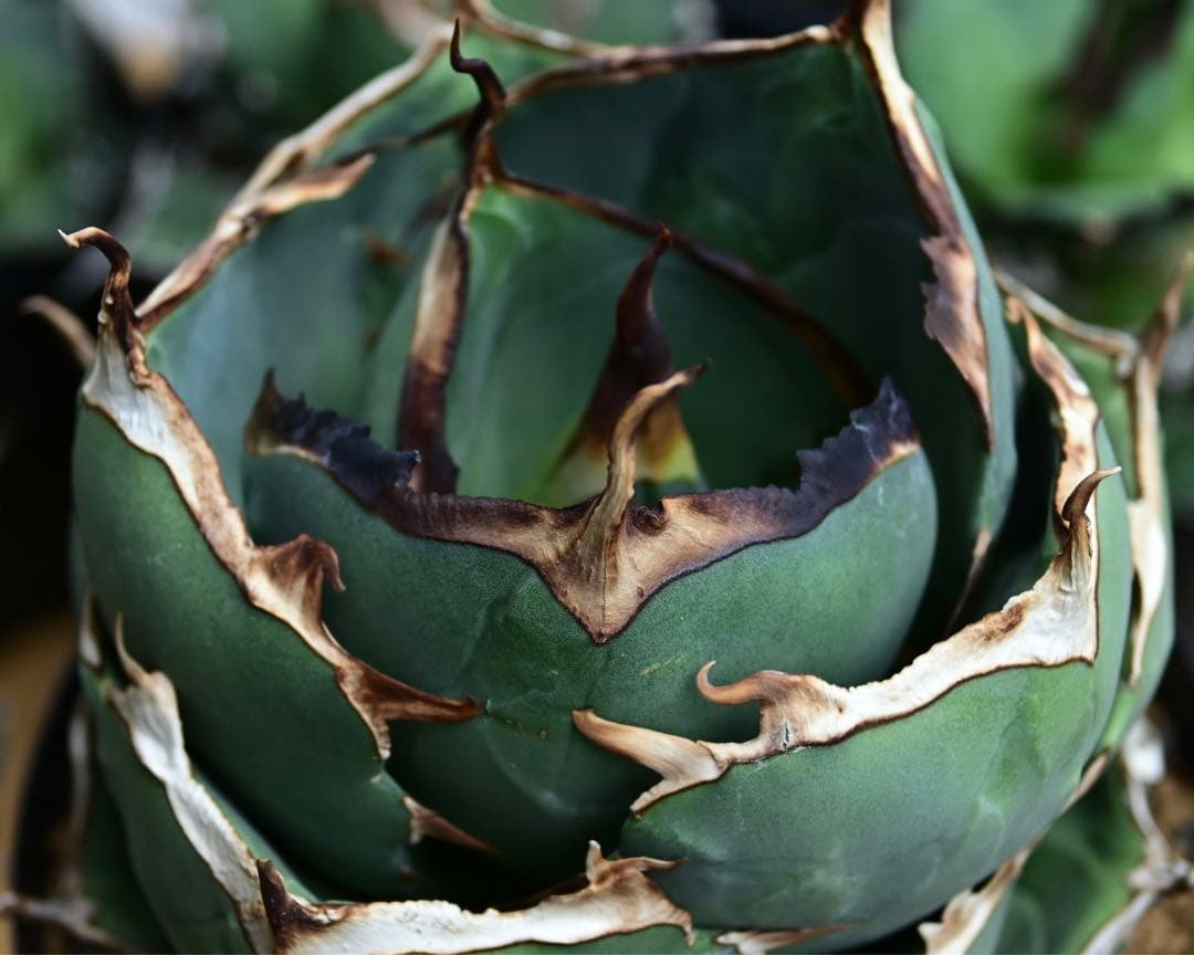 アガベ　チタノタ　純血　ジャガーノート　OSP株　胴切り天　活着済み