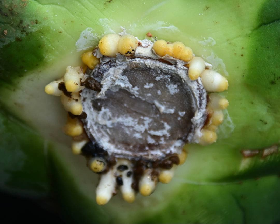 アガベ　チタノタ　純血　ジャガーノート　OSP株　胴切り天　活着済み