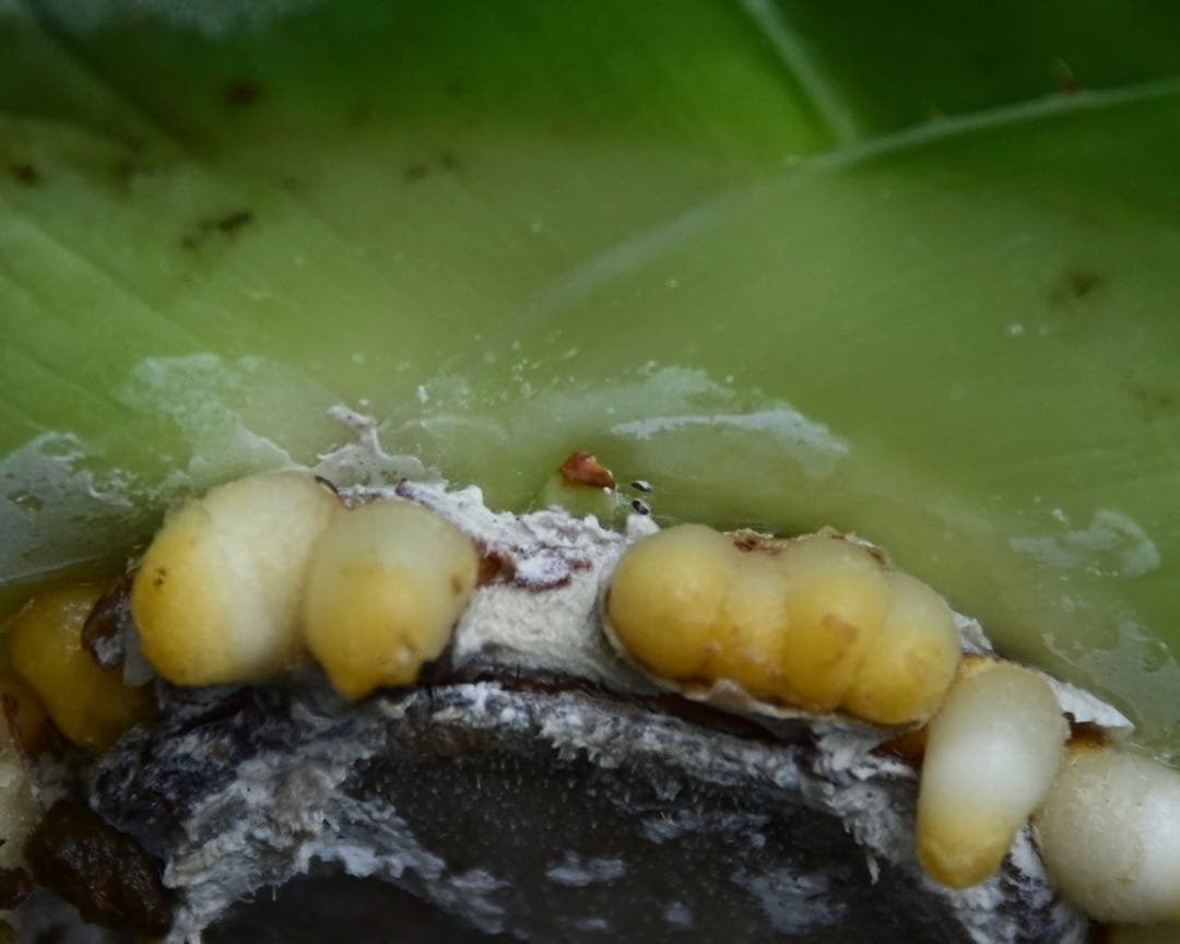 アガベ　チタノタ　純血　ジャガーノート　OSP株　胴切り天　活着済み