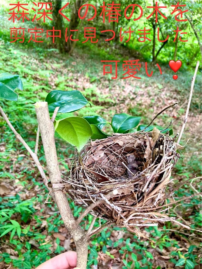 天然野生＊野鳥＊とっても可愛い枝付き【鳥の巣】巣＊小鳥の巣＊ネイティブオブジェ