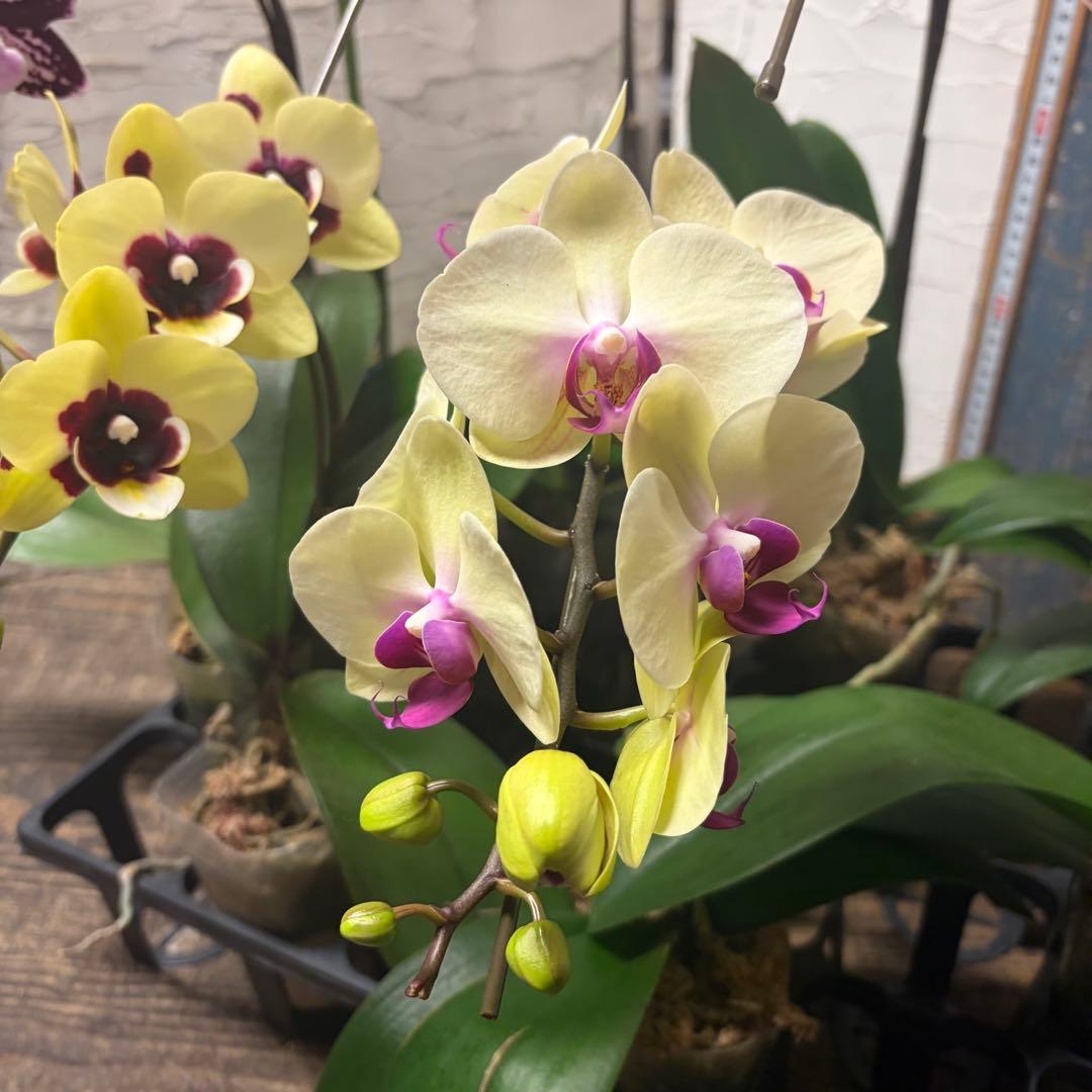 あ*み様 胡蝶蘭　8種8ポット ファレノプシス