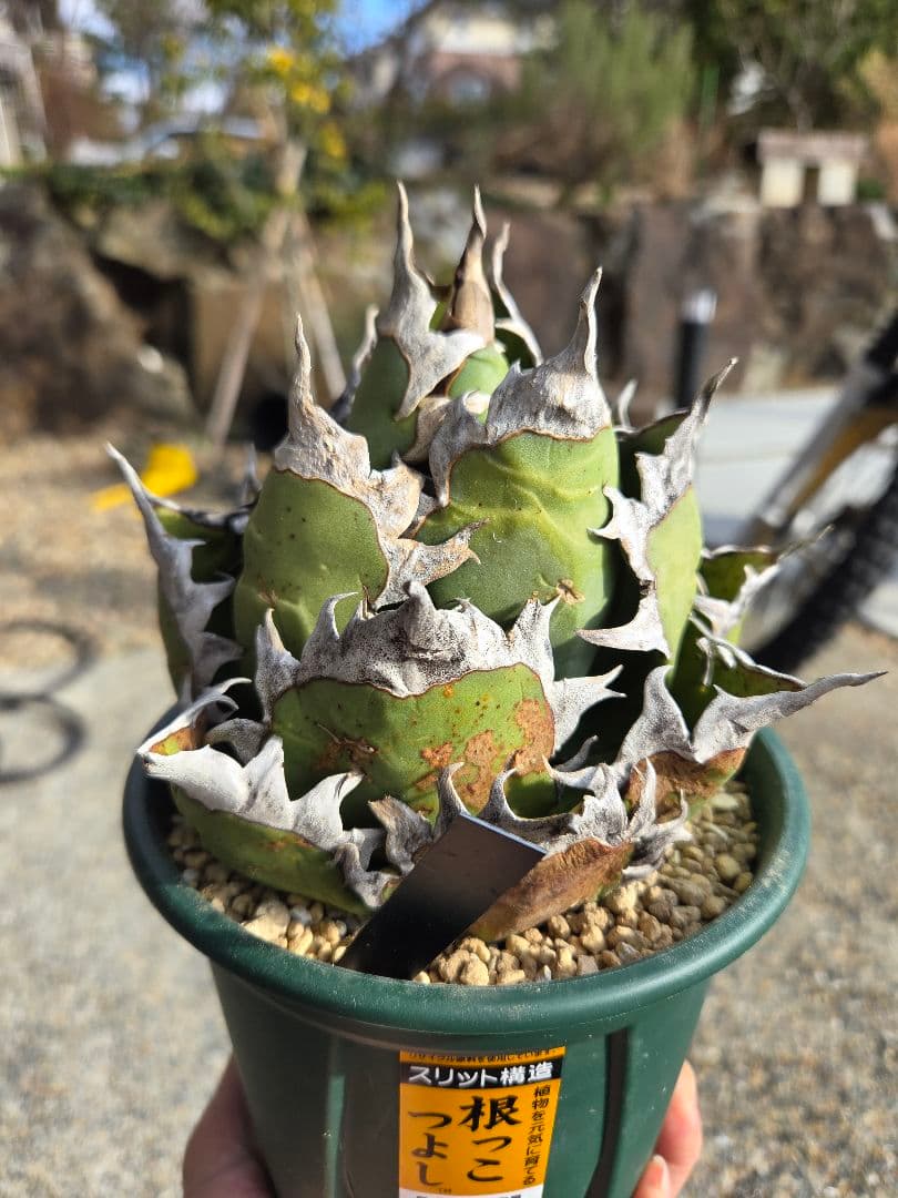 極上 レッドキャットウィーズル ゴリ猫 オアハカ