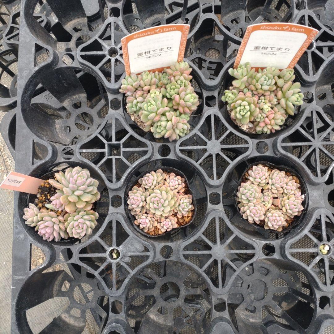 coconutpinoさん専用