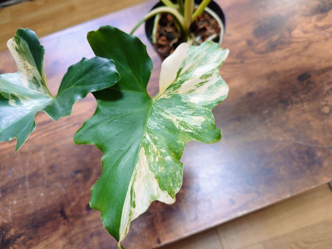 フィロデンドロン セローム 極斑入り