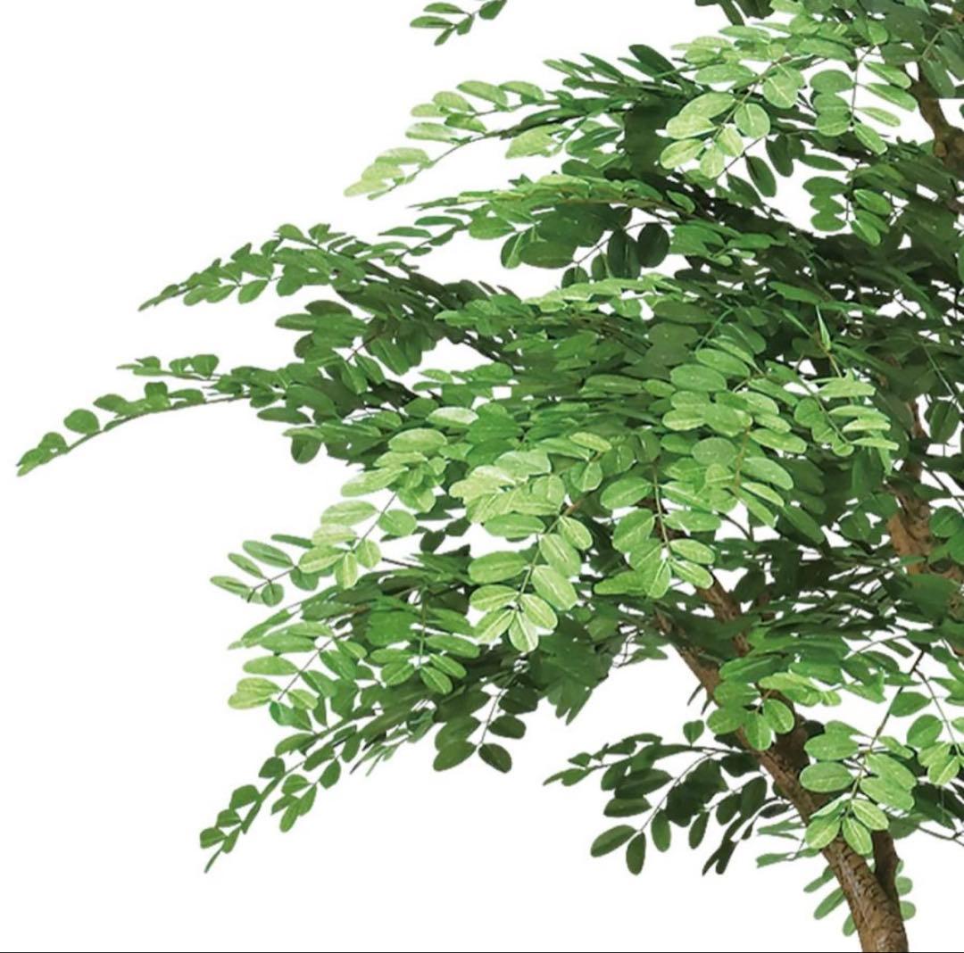光触媒　人工観葉植物　ウォールグリーン　フェイクグリーン　アカシアコアッド花器付