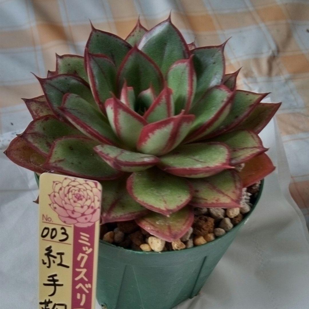 紅手鞠（札付き）ミックスベリア　おらいさん　多肉