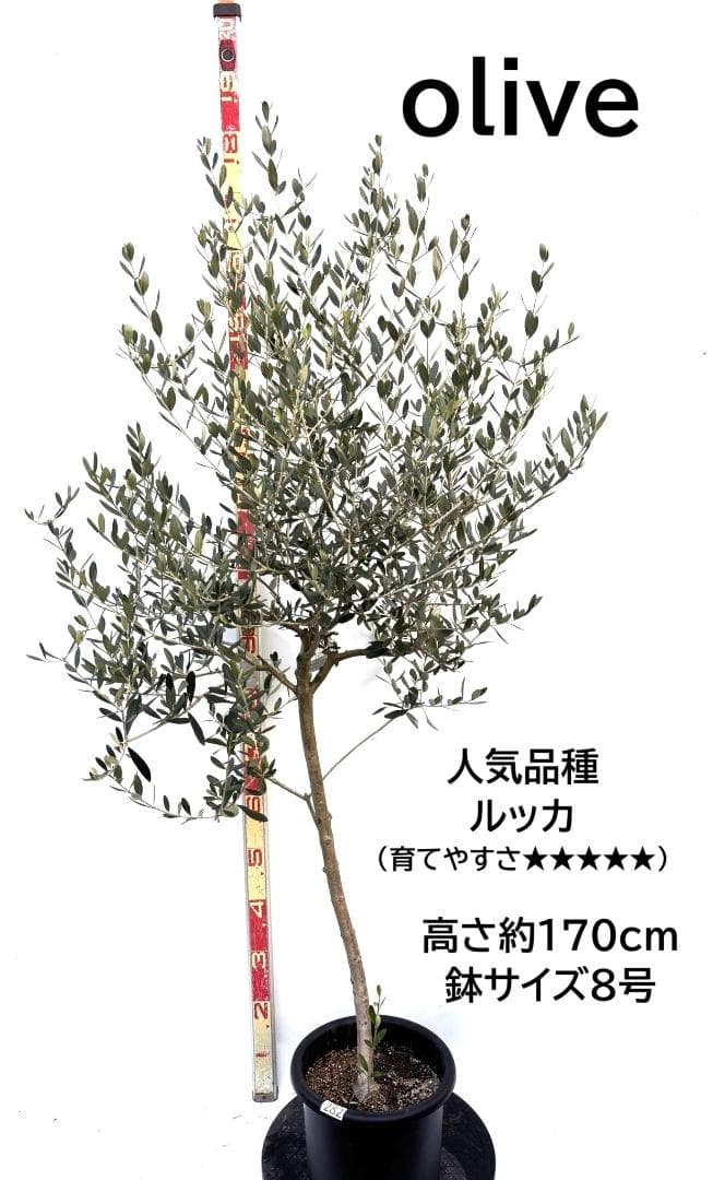 オリーブの木　ルッカ　8号　約170cm　K-282　人気品種　現品掲載