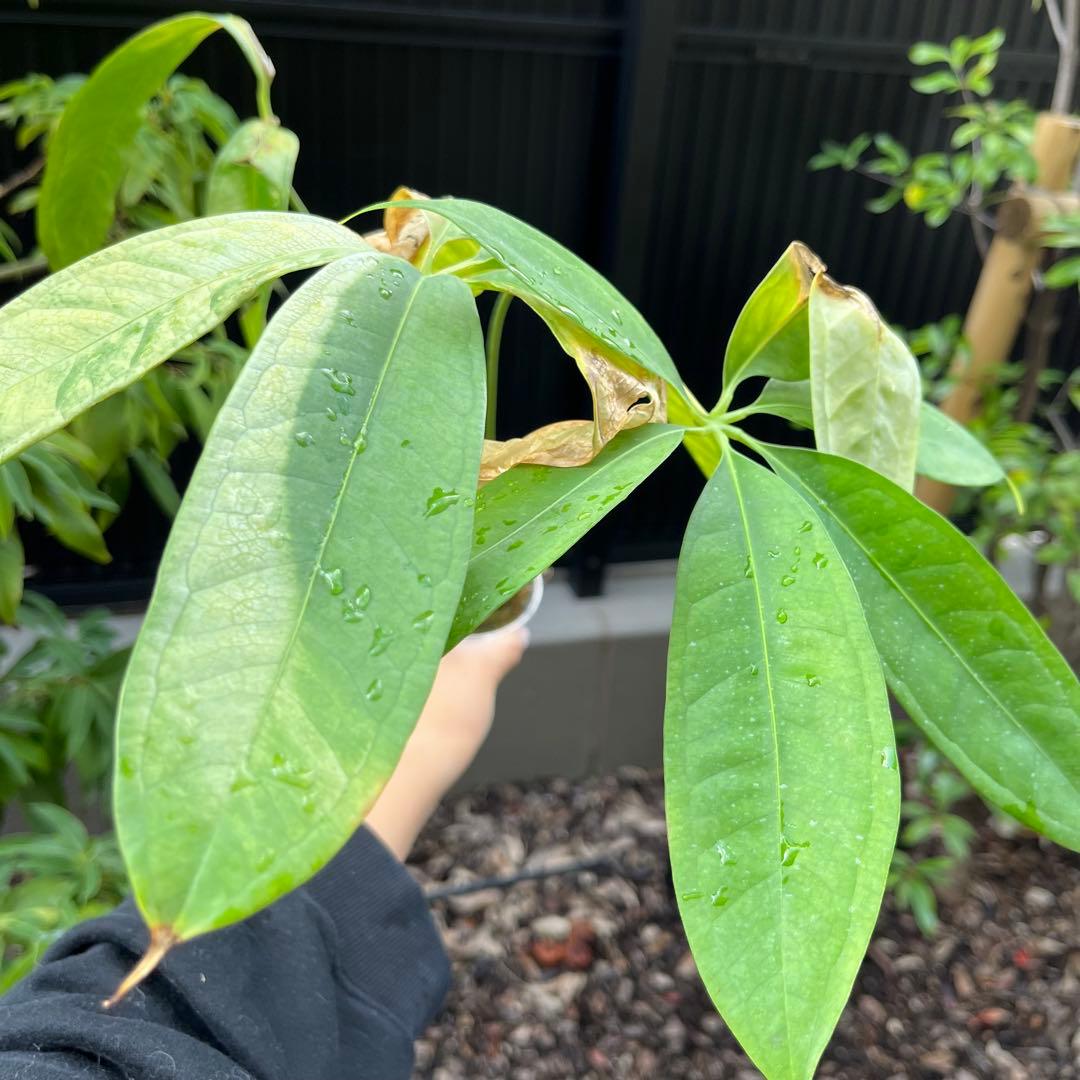 183 eminens エミネンス　アンスリウム　Anthurium