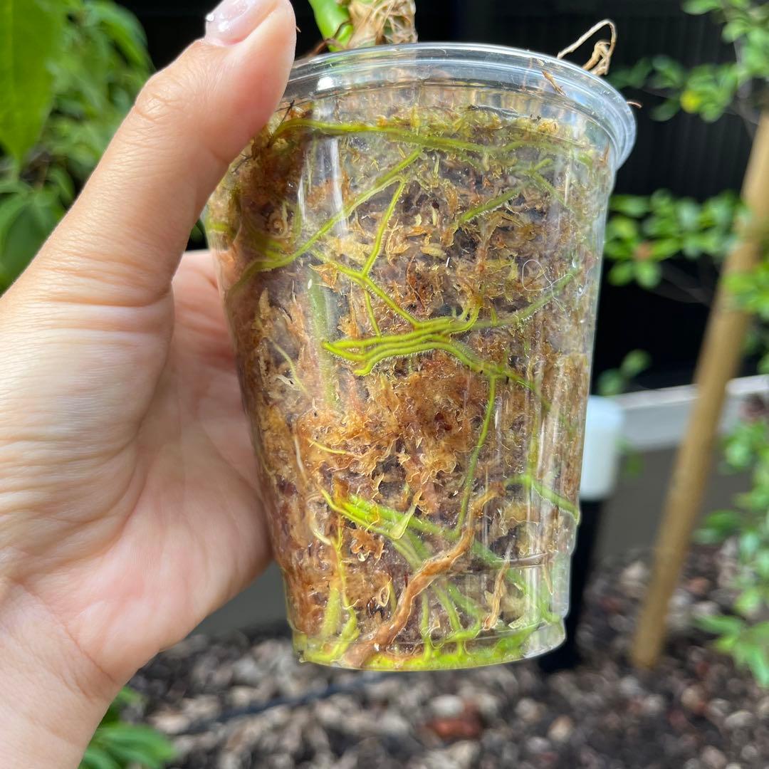 183 eminens エミネンス　アンスリウム　Anthurium