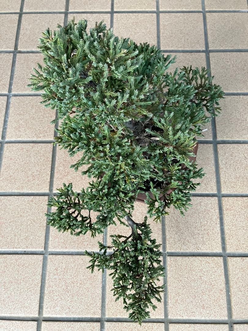 ◉ソナレ盆栽　樹形が大変美しい　究極の逸品！　★2/8(日曜日)迄の大幅値下げ