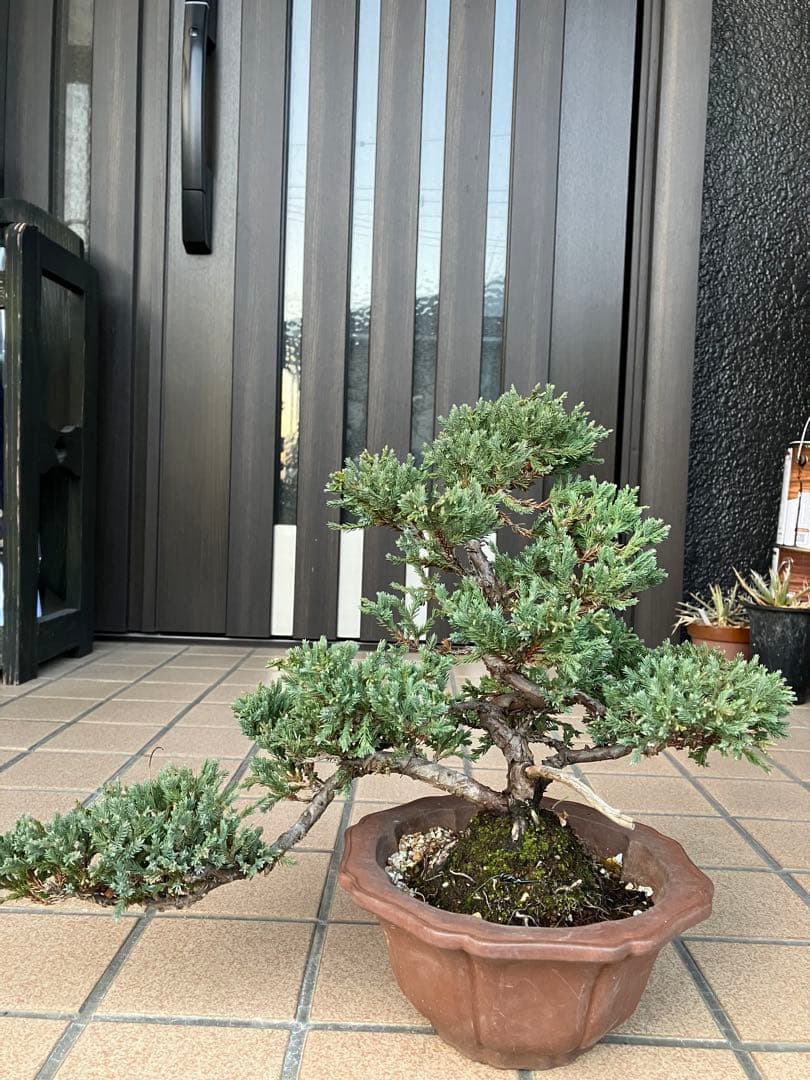 ◉ソナレ盆栽　樹形が大変美しい　究極の逸品！　★2/8(日曜日)迄の大幅値下げ