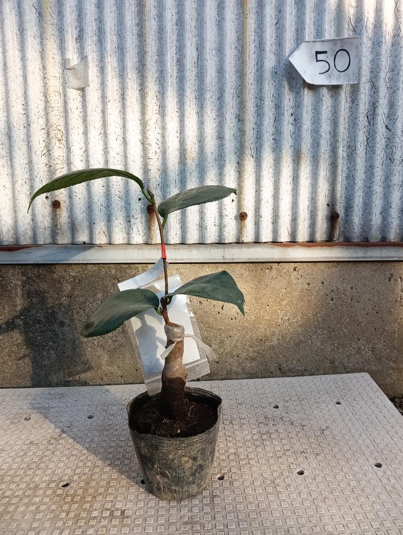 金鏡　きんきょう　椿