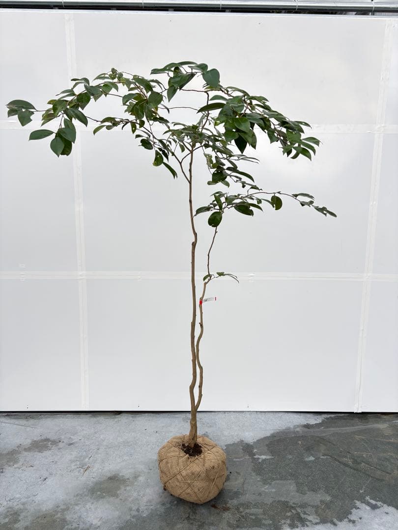 Watanabe 山採り ヤブツバキ 708 樹高1.7m位 薮椿 藪椿