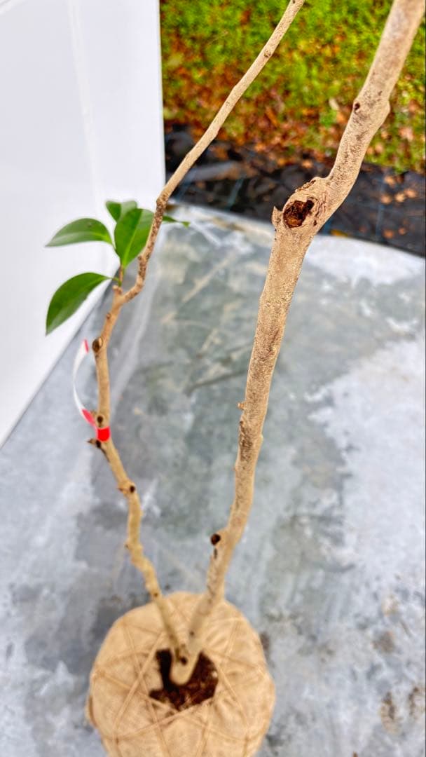 Watanabe 山採り ヤブツバキ 708 樹高1.7m位 薮椿 藪椿