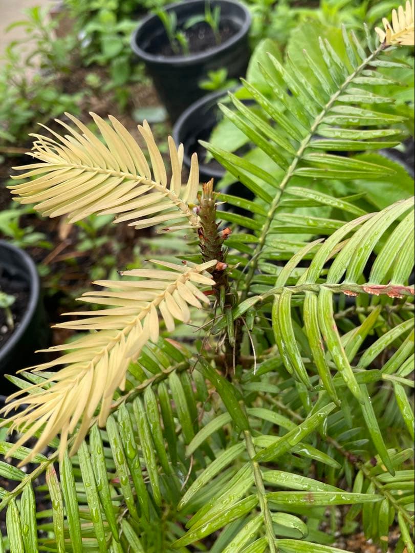 Wollemia nobilis ウォレマイパイン(ジュラシックツリー)H400