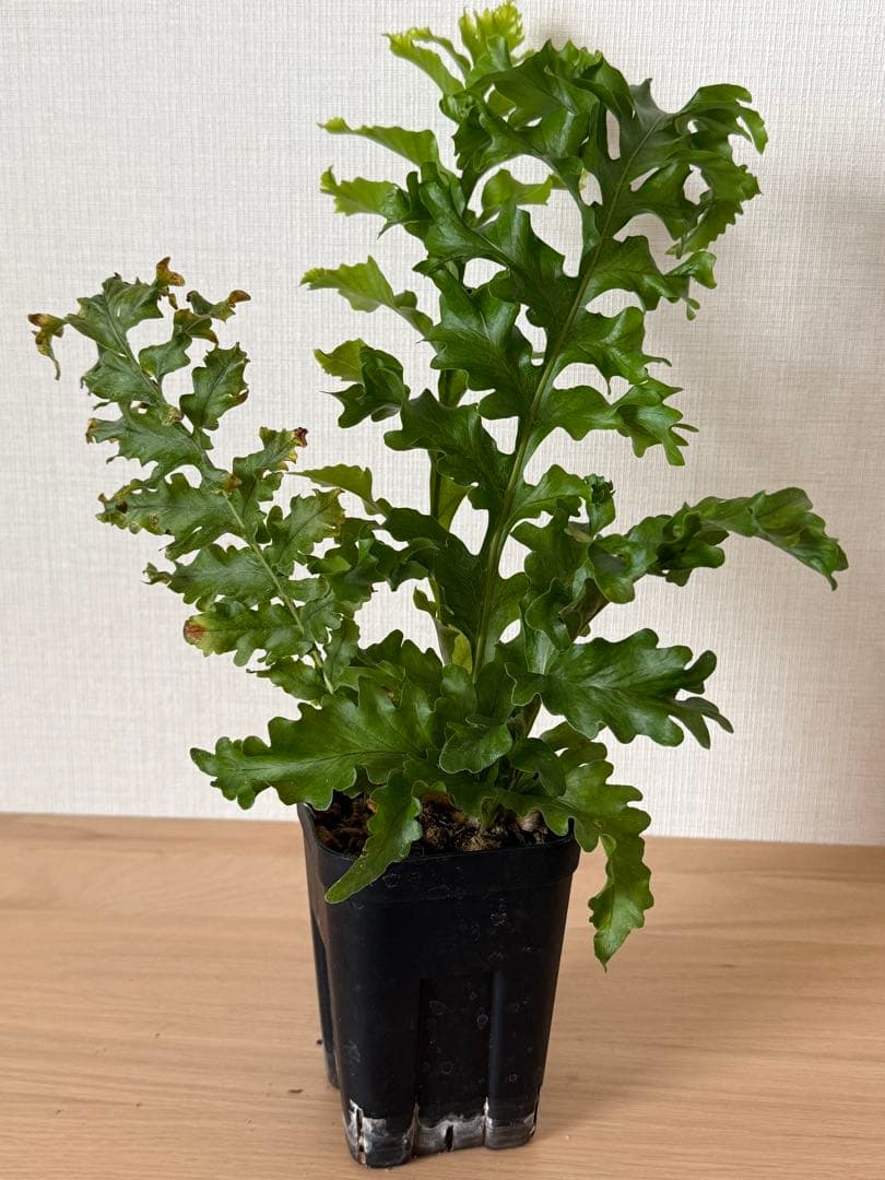 【鉢付き】ドリナリア　メイエニアナ　クレステッド　大株