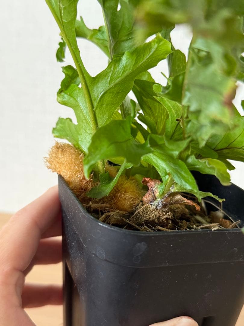 【鉢付き】ドリナリア　メイエニアナ　クレステッド　大株