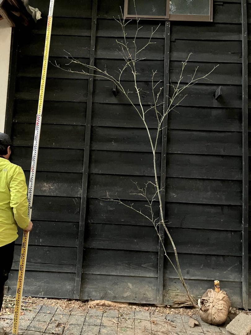 61 山採り　ヤマモミジ