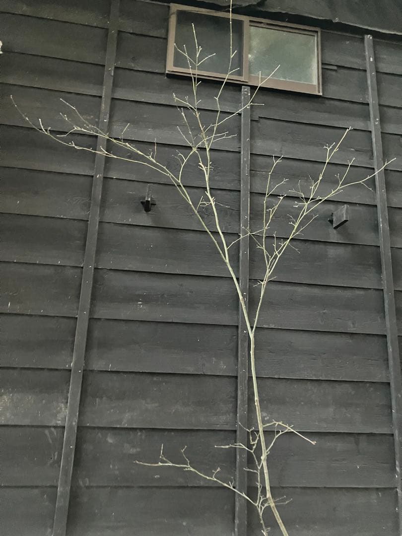 61 山採り　ヤマモミジ