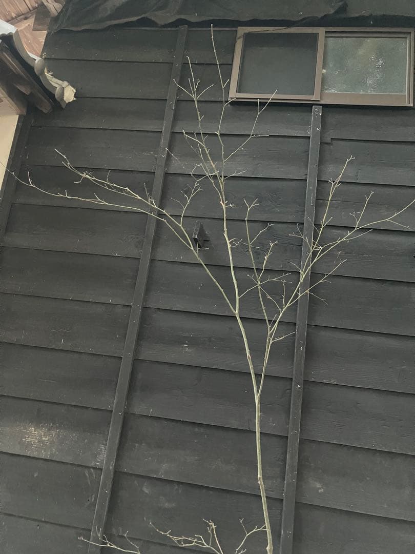 61 山採り　ヤマモミジ