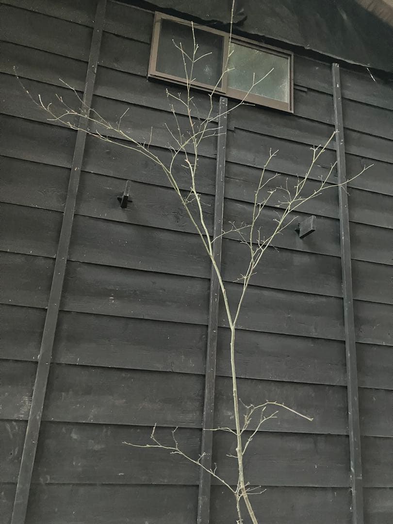 61 山採り　ヤマモミジ