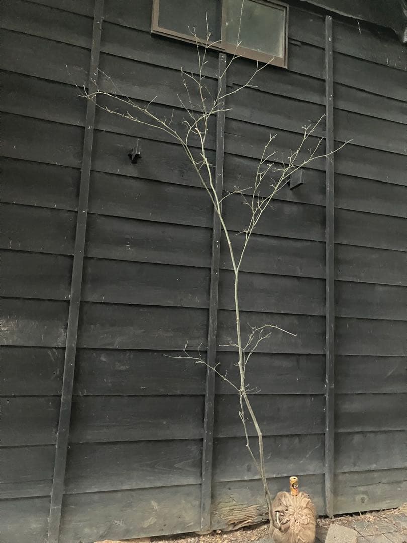 61 山採り　ヤマモミジ