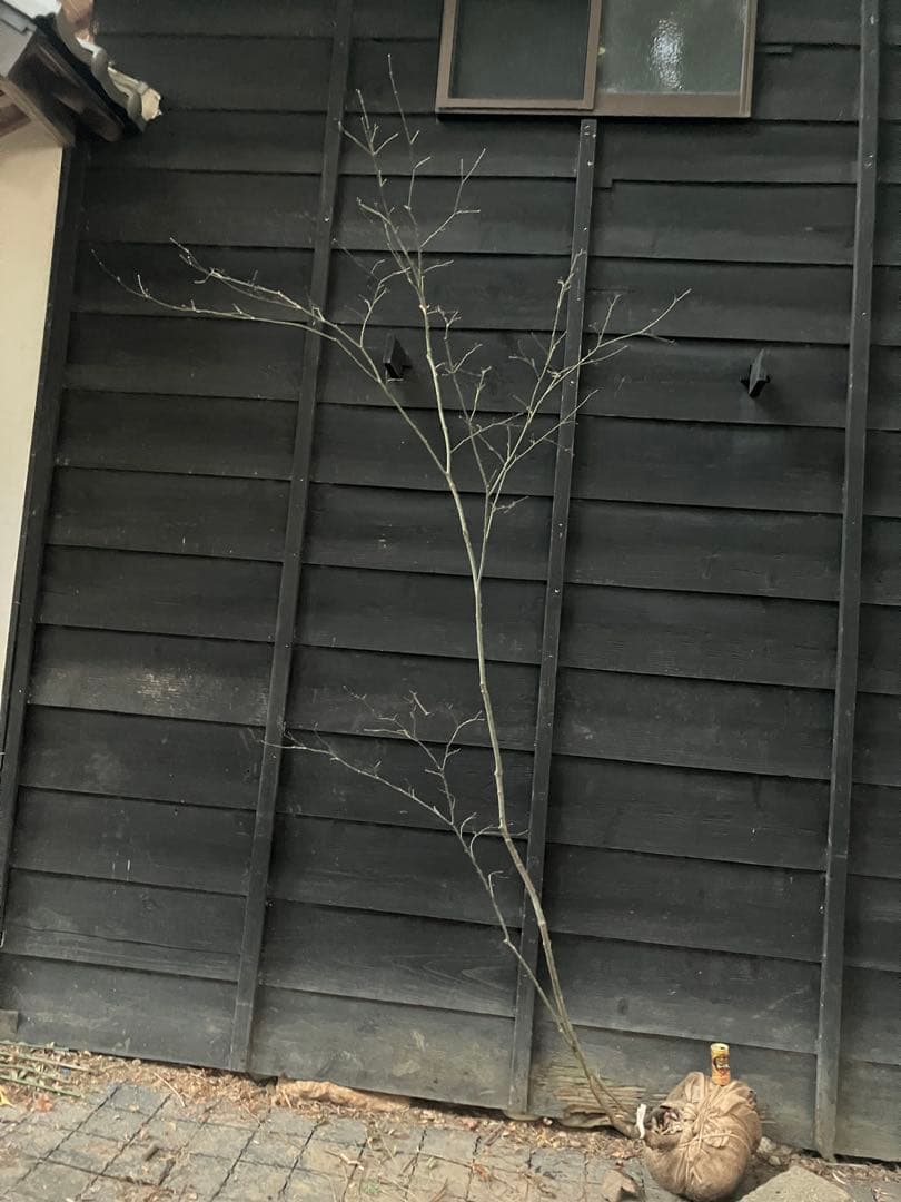 61 山採り　ヤマモミジ