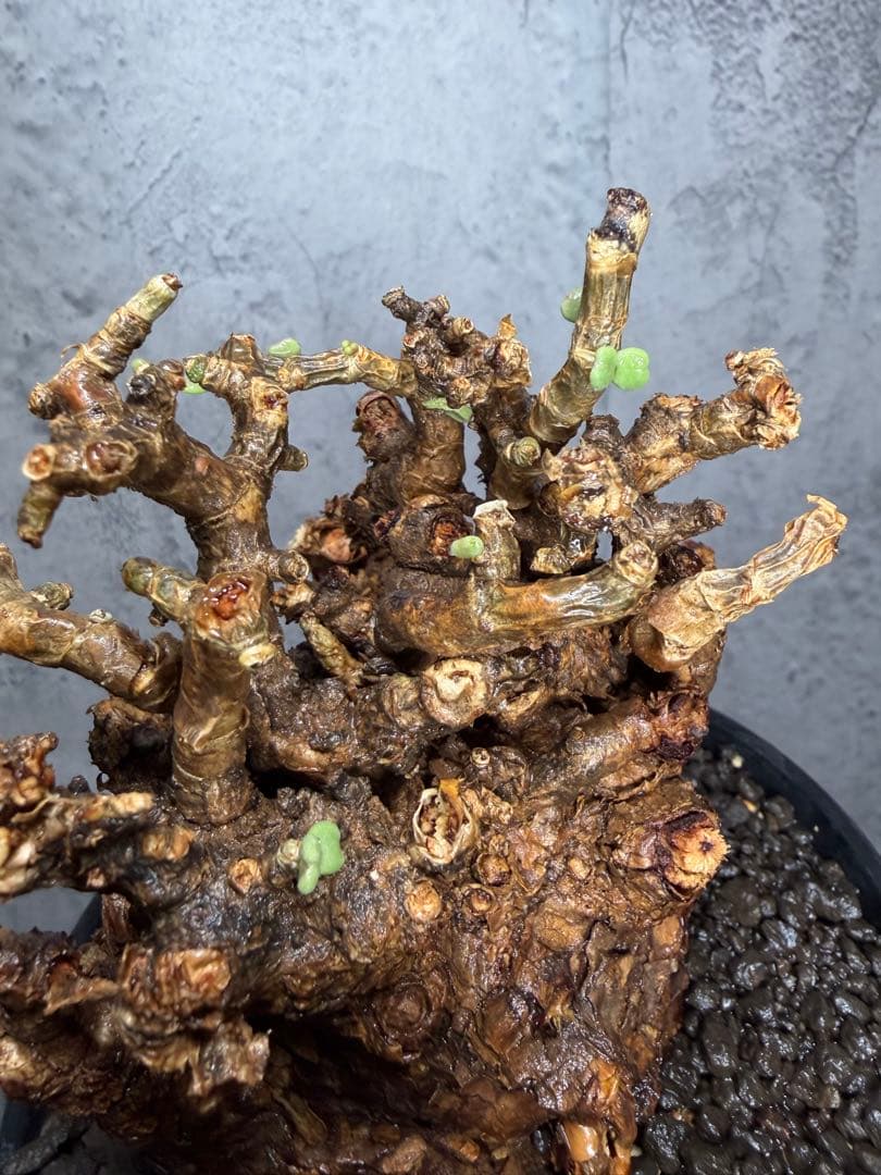 【大株】ケラリアピグマエア　発根確認済