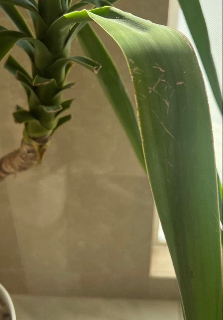 岡山 2日間限定価格 引き取り 特大 ユッカ・エレファンティペス 観葉植物