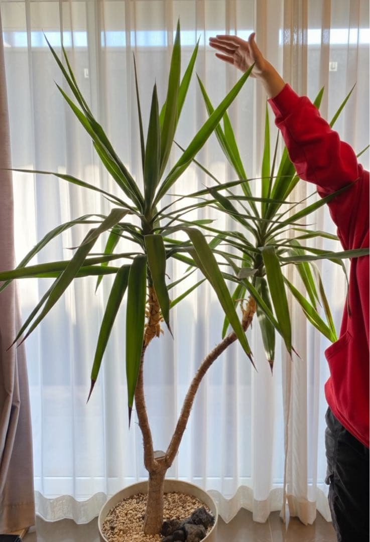 岡山 2日間限定価格 引き取り 特大 ユッカ・エレファンティペス 観葉植物
