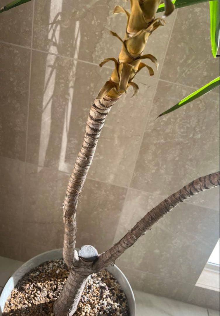 岡山 2日間限定価格 引き取り 特大 ユッカ・エレファンティペス 観葉植物