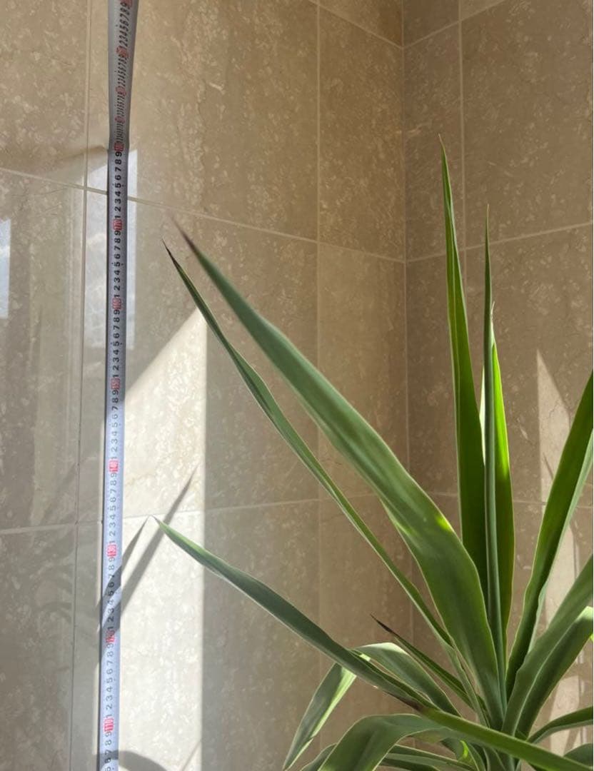 岡山 2日間限定価格 引き取り 特大 ユッカ・エレファンティペス 観葉植物