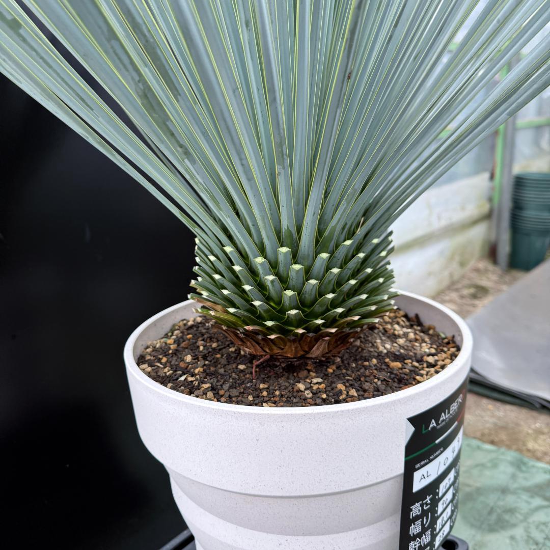 【AL1049】ユッカ　ロストラータ　ランチョブルー　数量限定販売