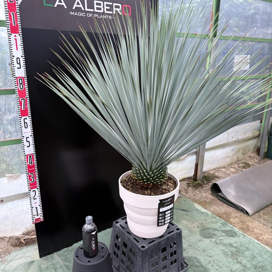 【AL1049】ユッカ　ロストラータ　ランチョブルー　数量限定販売