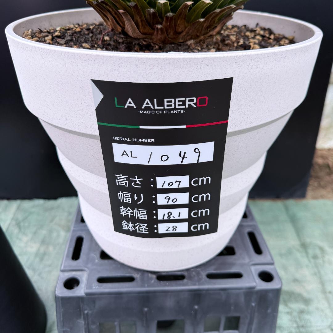 【AL1049】ユッカ　ロストラータ　ランチョブルー　数量限定販売