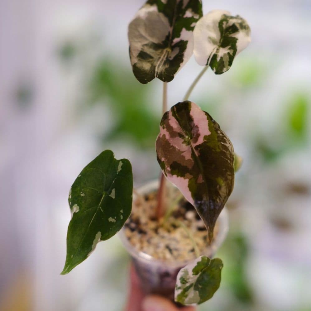 Alocasia chantrieri pink /アロカシア チャントリエリ