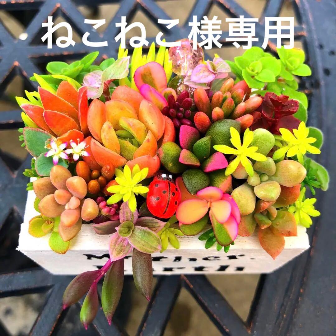 そのまま飾れる多肉植物寄せ植え　ミニ　管理書付