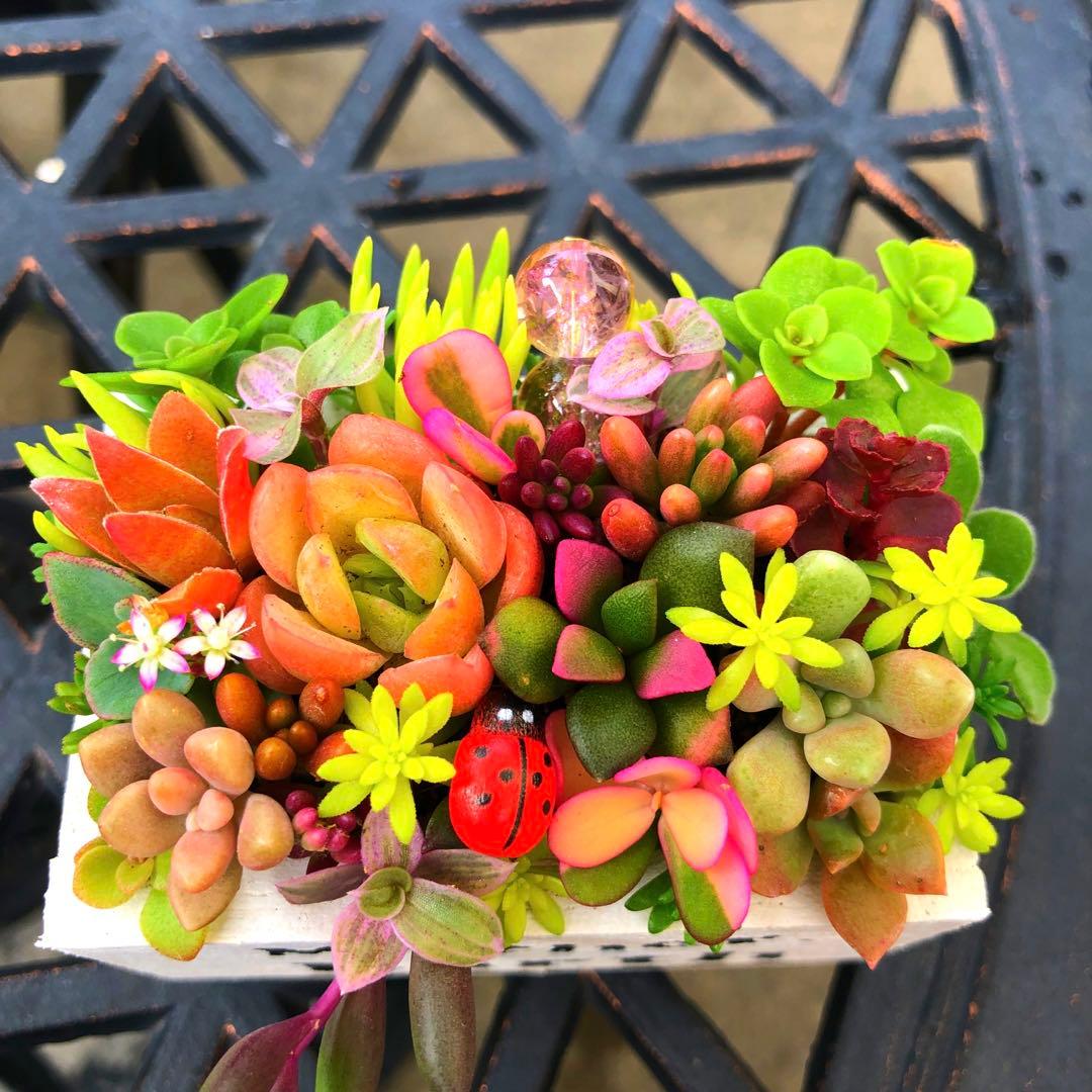 そのまま飾れる多肉植物寄せ植え　ミニ　管理書付