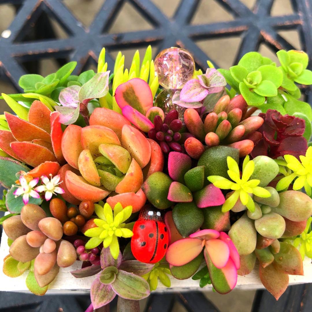 そのまま飾れる多肉植物寄せ植え　ミニ　管理書付