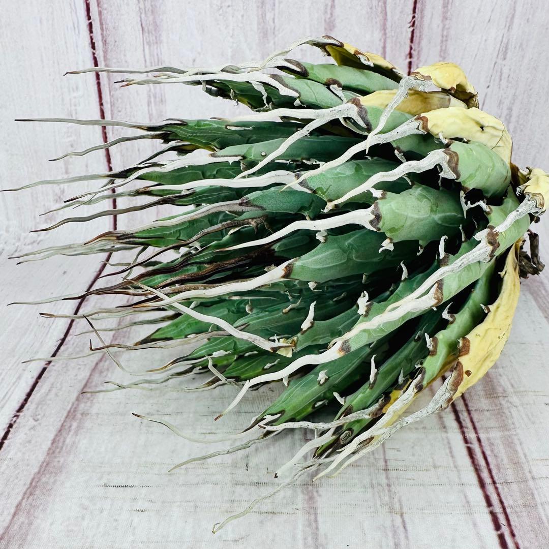 69 アガベ ユタエンシス エボリスピナ 陽炎